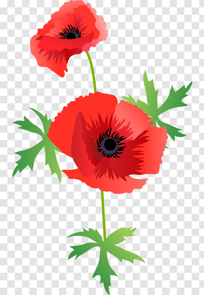 Flowering Plant Poppy Cut Flowers - Coquelicot - Flower Transparent PNG