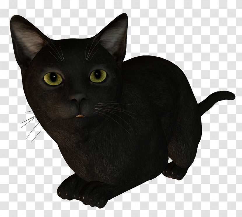 Bombay Cat Burmese Korat Kitten Black Transparent PNG