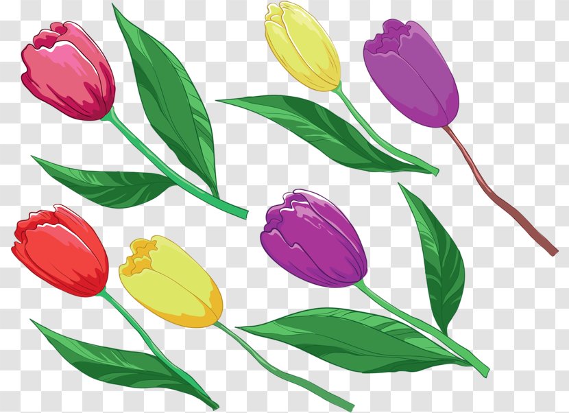 Tulip Plant Clip Art - Flowering Transparent PNG