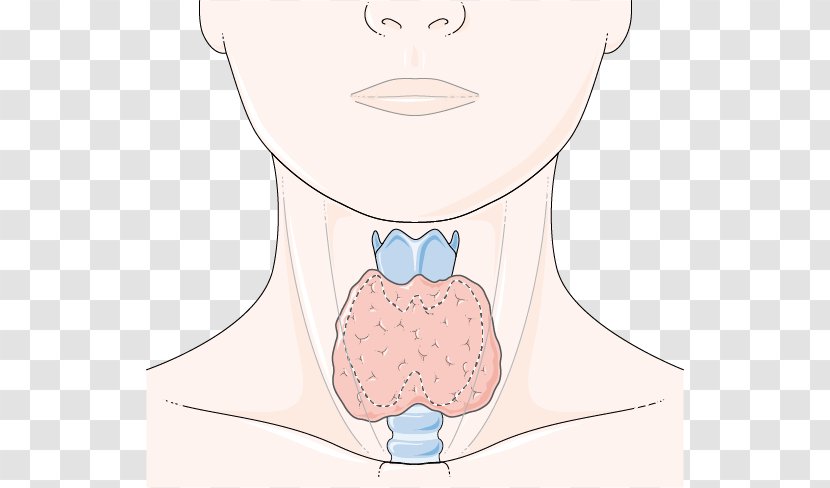 Cheek Eye Mouth Lip Jaw - Flower - Thyroid Gland Transparent PNG