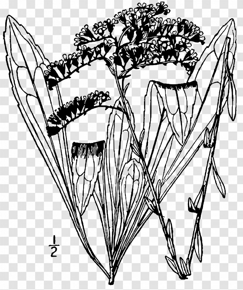 Book Black And White - Drawing - Blackandwhite Plant Transparent PNG