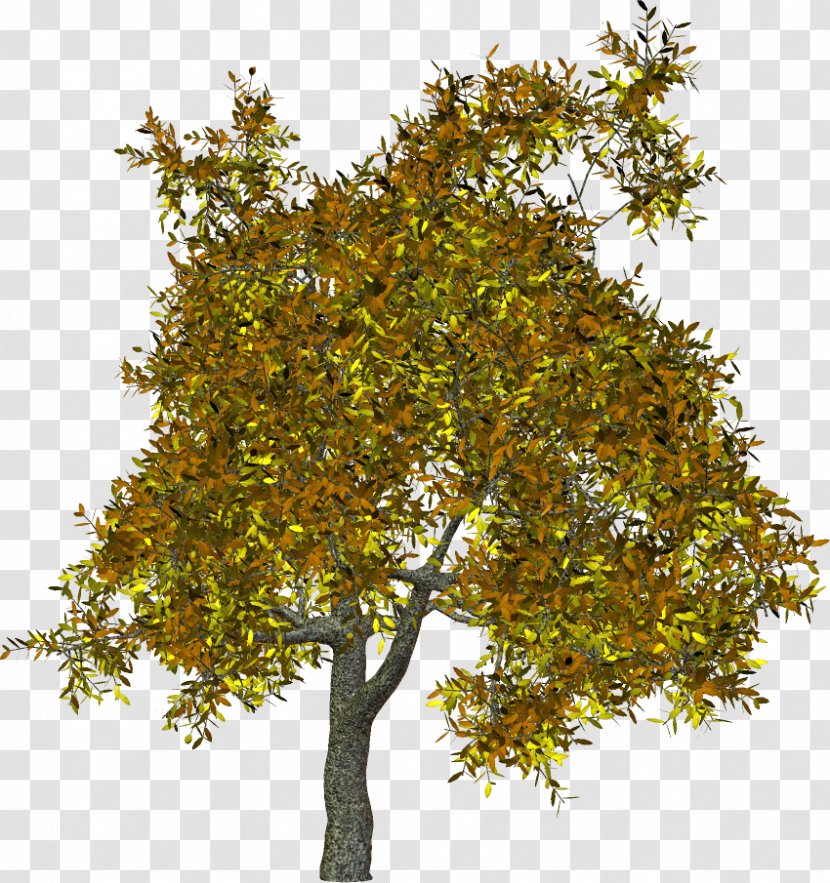 Plane Trees Branch Shrub Clip Art - Evergreen - Tree Transparent PNG