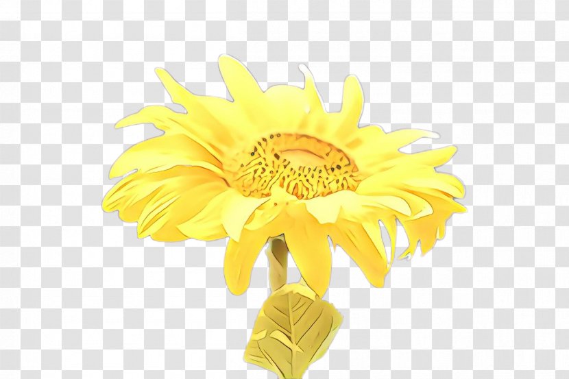 Flowers Background - Yellow - Artificial Flower Daisy Family Transparent PNG