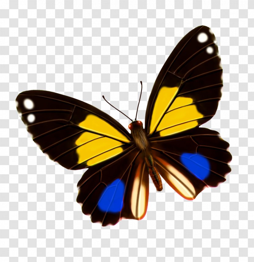 Monarch Butterfly Yellow Blue - Red Transparent PNG