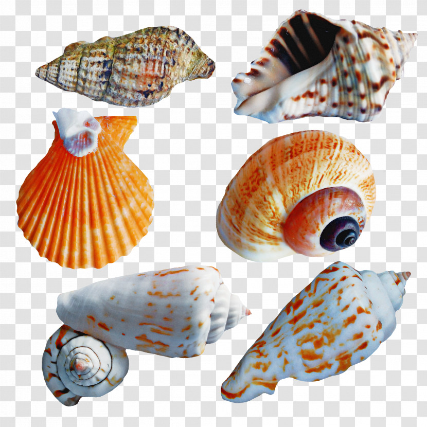 Cockle Conchology Seashell Conch Sea Snail Transparent PNG
