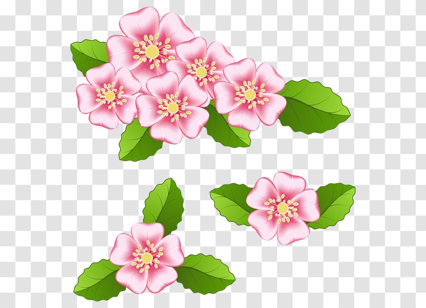 Flower Clip Art - Blog - Pink Transparent PNG