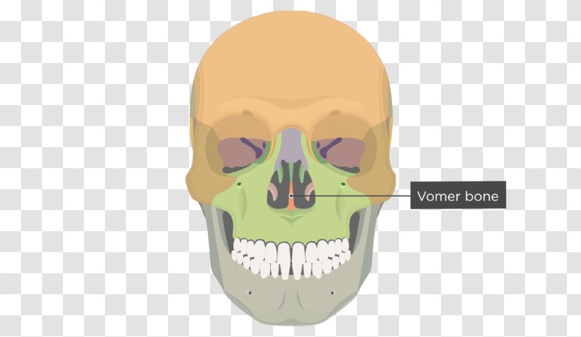 Vomer Lacrimal Bone Human Skeleton Anatomy - Jaw - Skull Transparent PNG