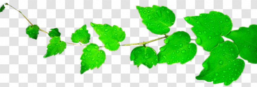 Leaf Green Clip Art - Branch - Images Of Leaves Transparent PNG
