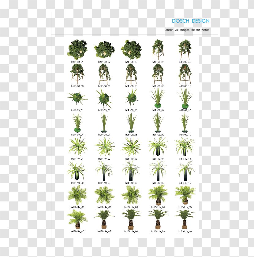 Tree Herb Plant Stem Font Transparent PNG