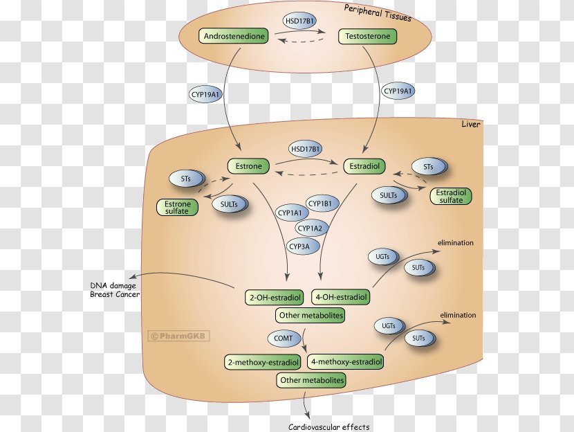 Estrogen Testosterone Metabolic Pathway Metabolism Estradiol - Pharmaceutical Drug Transparent PNG