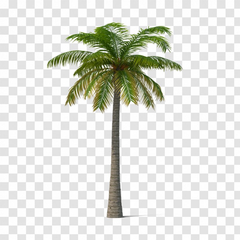 Adonidia Veitchia Coconut Tree - Rainforest - Palm Trees Transparent PNG