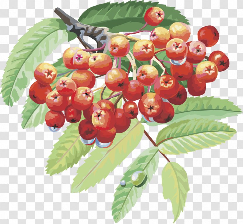 Sorbus Aucuparia Drawing Berry Branch Tree - Raspberry - Vector Lantern Fruit Cherry Fruits Transparent PNG
