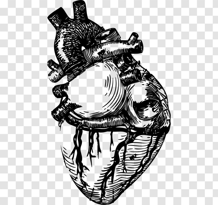 Heart Line Art Anatomy Clip Transparent PNG