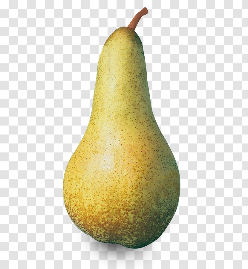 Pisa Conference Pear Abate Fetel Williams Transparent PNG