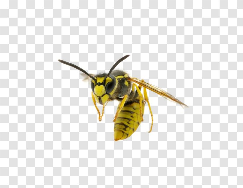 Hornet Insect Bee Paper Wasp - Organism Transparent PNG