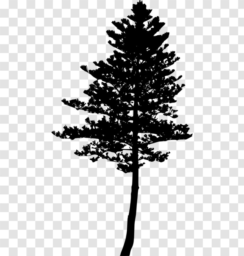 Fir Pine Larch Tree Silhouette Transparent PNG