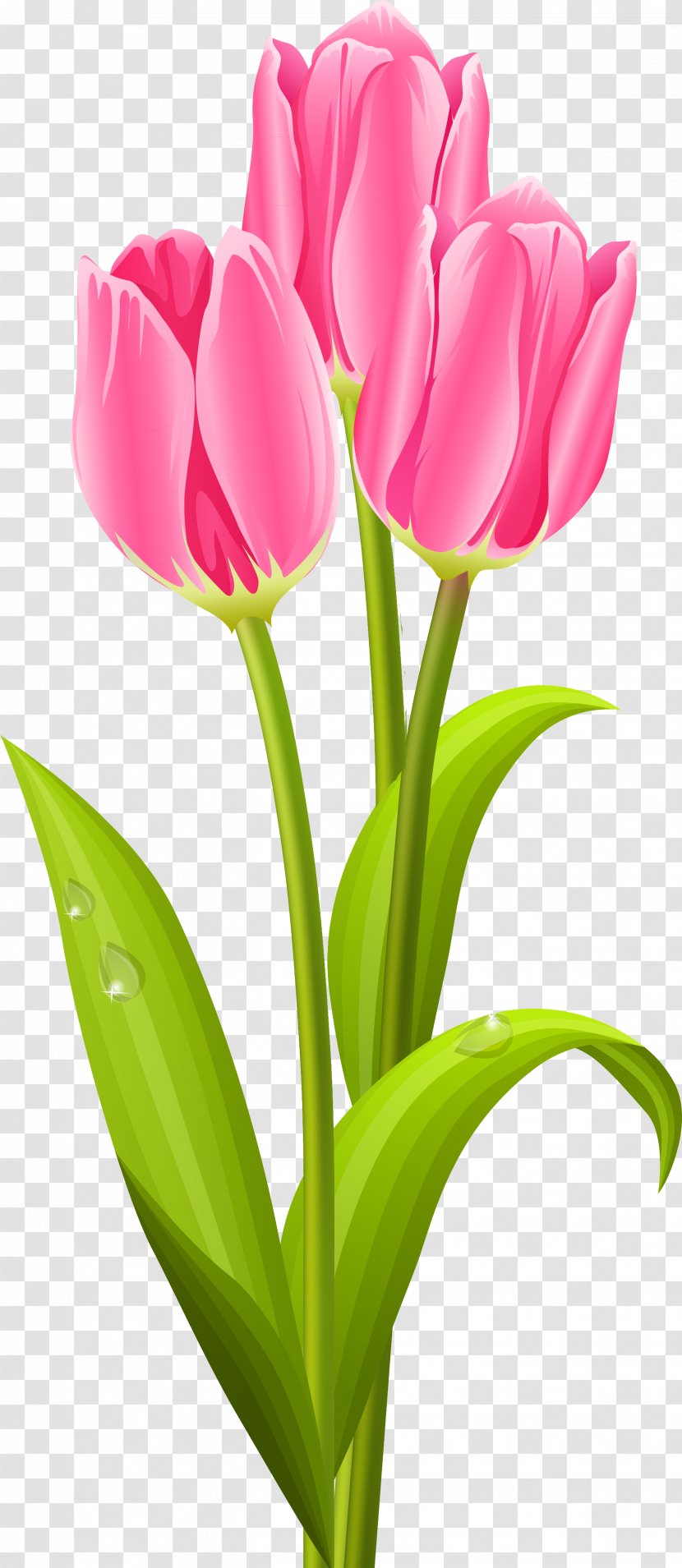 Tulip Flower Bouquet Clip Art - Rose Transparent PNG