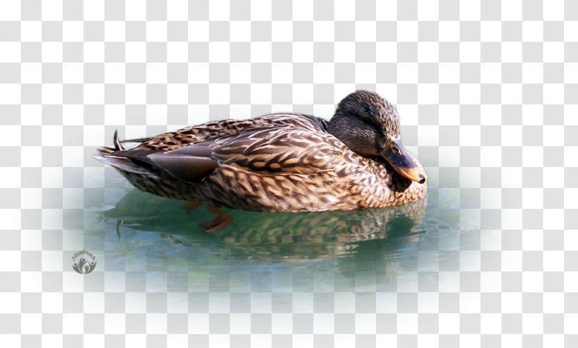 Mallard Duck Fauna Beak Feather Transparent PNG