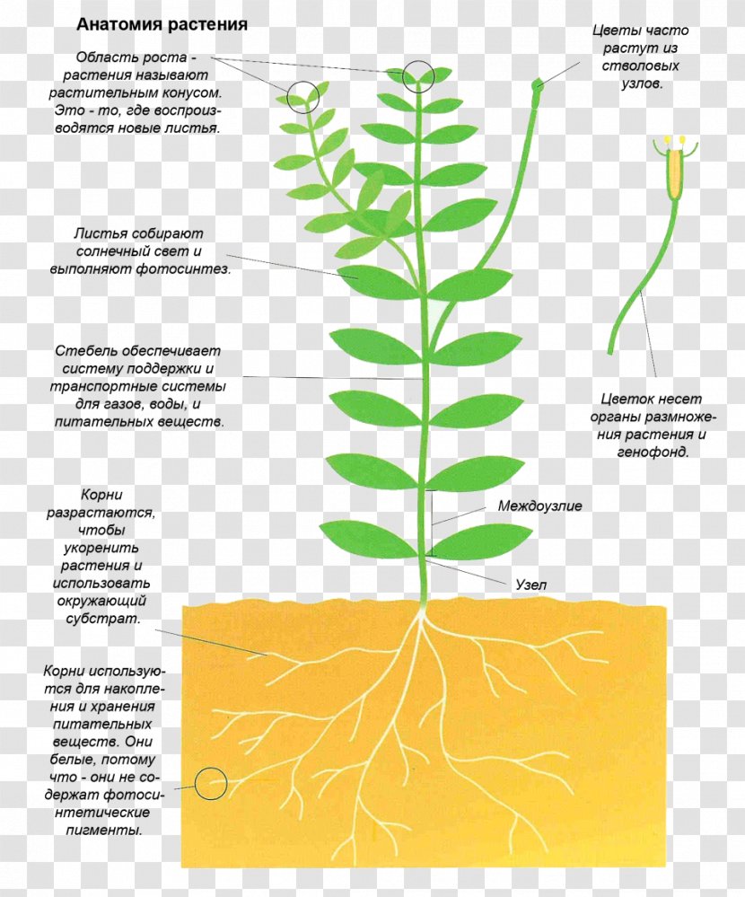 Diagram Plant Stem - Anatomy Transparent PNG