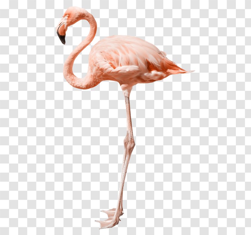 Flamingo Royalty-free Stock Photography Image Desktop Wallpaper - Muscle Transparent PNG