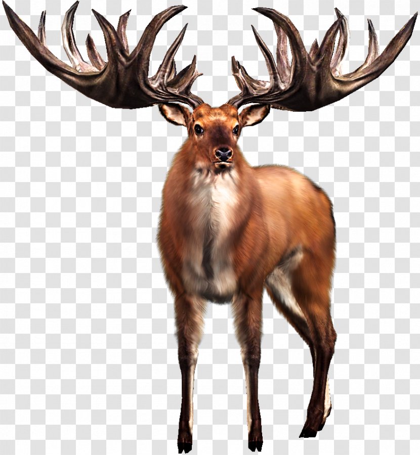 Irish Elk White-tailed Deer Big Buck Hunter - Marsh Transparent PNG