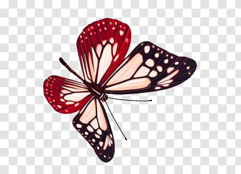 Butterfly - Insect - Pictures Transparent PNG