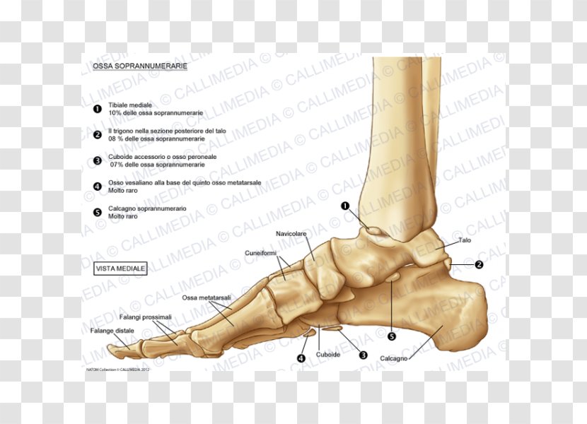 Foot Cuboid Bone Thumb Ankle - Tree - Osso Transparent PNG