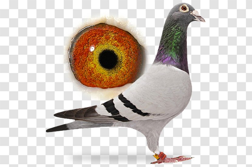 One Loft Race Columbidae Domestic Pigeon Cream Racing - Pigeons And Doves - Parrots Prove Deadly Transparent PNG