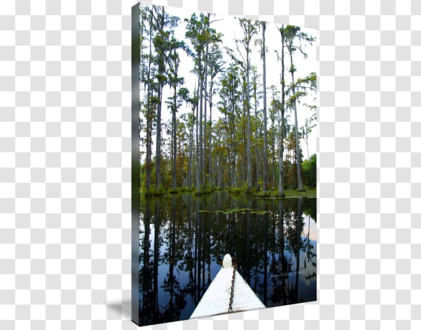 Swamp Tree Forest Garden Work Of Art - Painting Transparent PNG