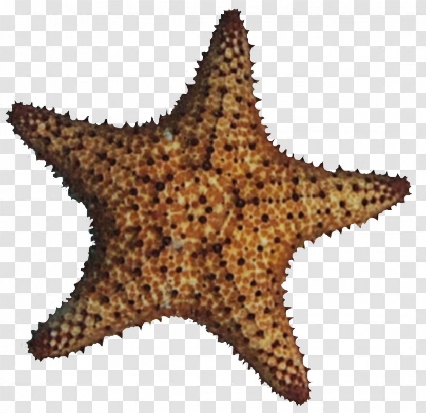 Starfish Star Transparent PNG