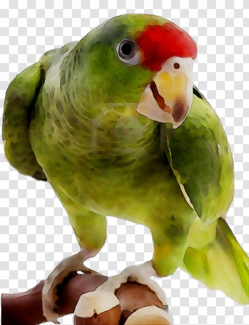 Lovebird Parakeet Pet Beak Fauna - Lorikeet Transparent PNG