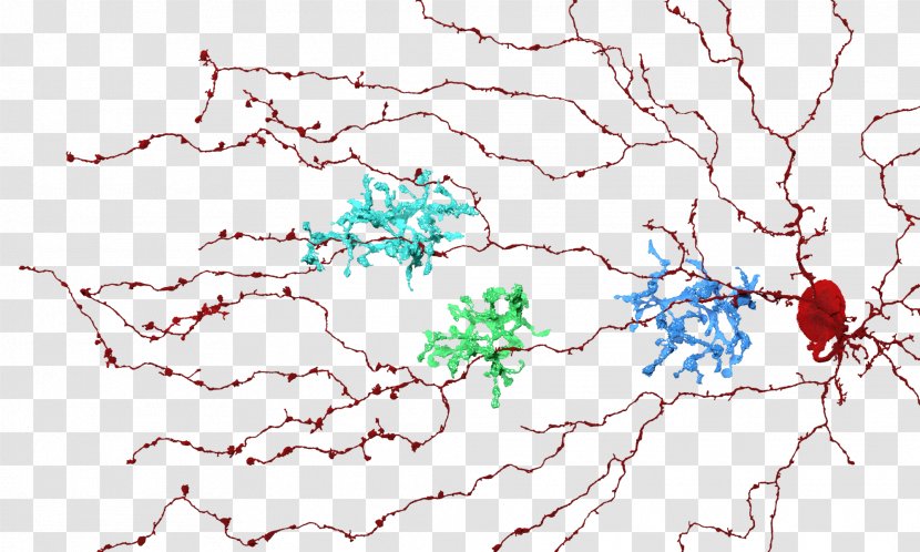 Eyewire Bipolar Neuron Retina Cell Amacrine - Brain - Eye Transparent PNG