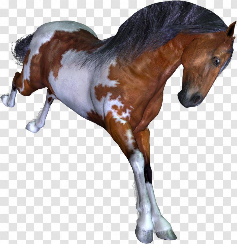 Mustang Colt Foal Stallion Pony - Bit - Horse Transparent PNG