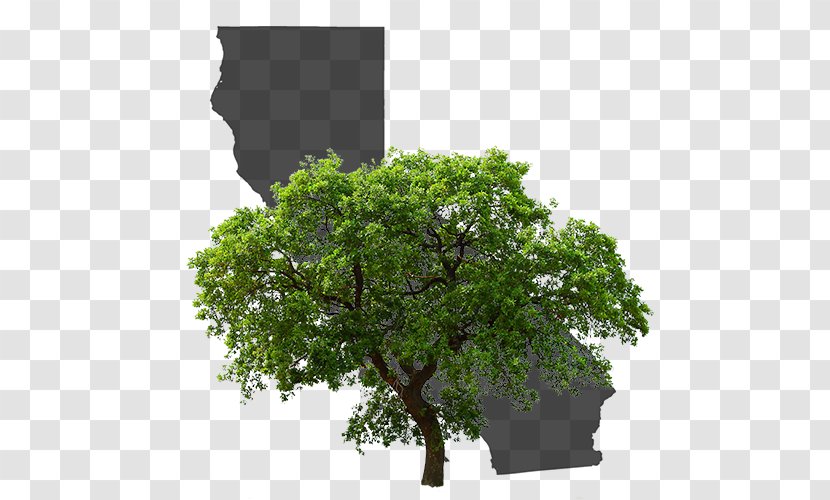 Red Maple Tree - English Oak - California Live Trunk Transparent PNG