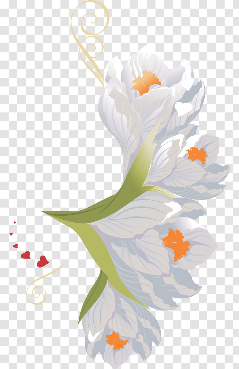 Flower Clip Art - Beak - Crocus Transparent PNG
