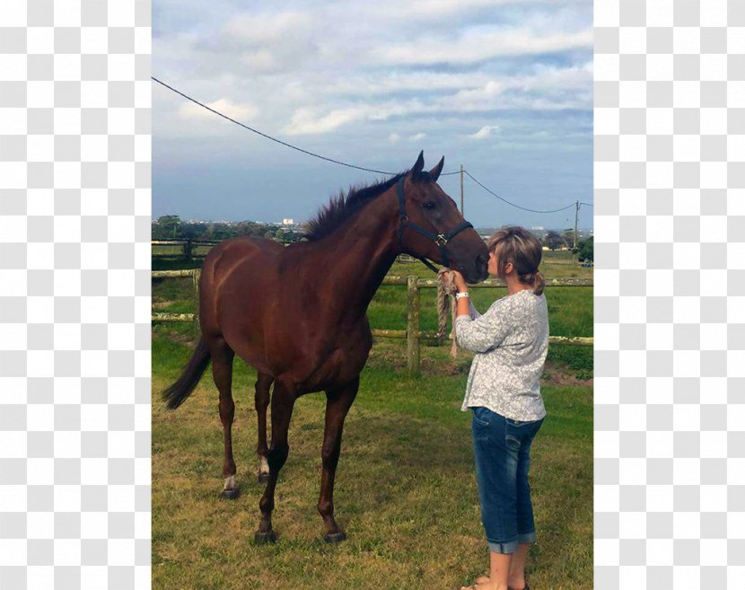 Mare Stallion Halter Foal Mustang Transparent PNG