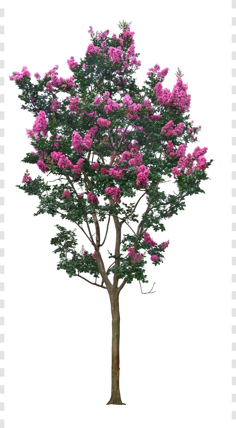 Tree Crepe Myrtle - Flower - Crape Transparent PNG