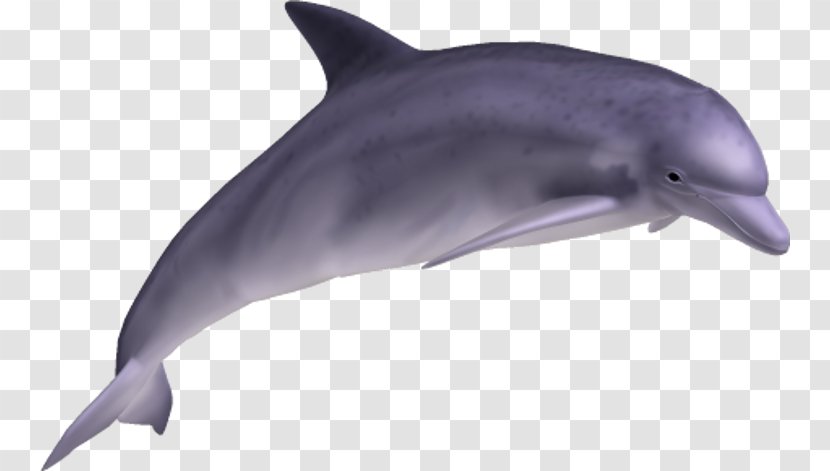Common Bottlenose Dolphin Clip Art - Web Browser Transparent PNG