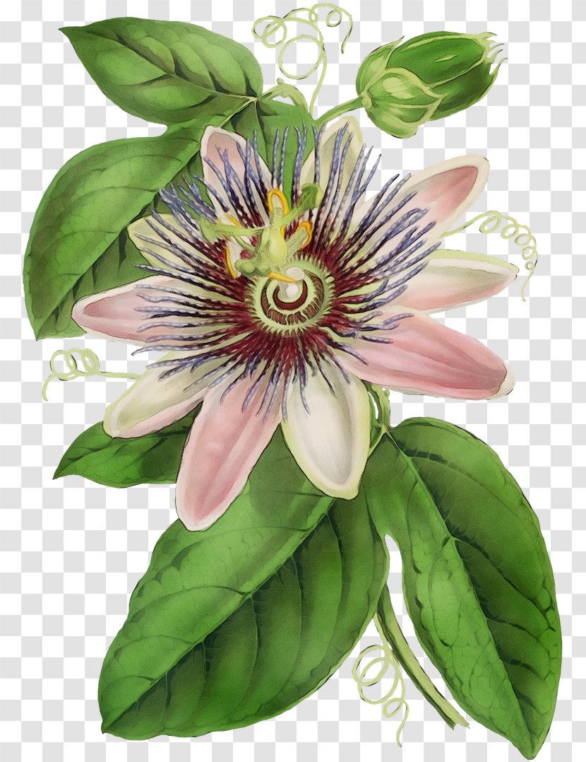 Flower Passion Family Purple Passionflower Plant - Petal Giant Granadilla Transparent PNG