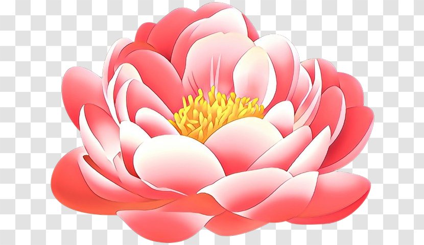 Peony Clip Art Desktop Wallpaper Petal Flower - Aquatic Plant - Rose Transparent PNG