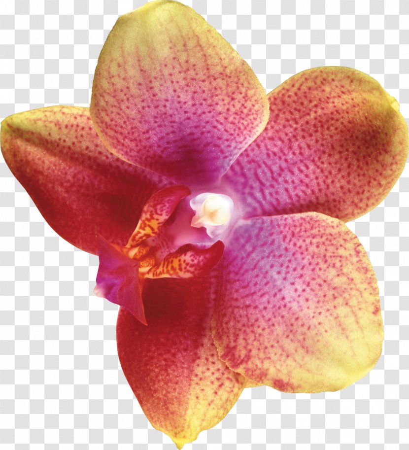 Moth Orchids Flower Plant - Digital Image - Orchid Transparent PNG