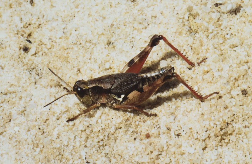 Insect Grasshopper Australian Plague Locust Cricket - Serotonin Transparent PNG