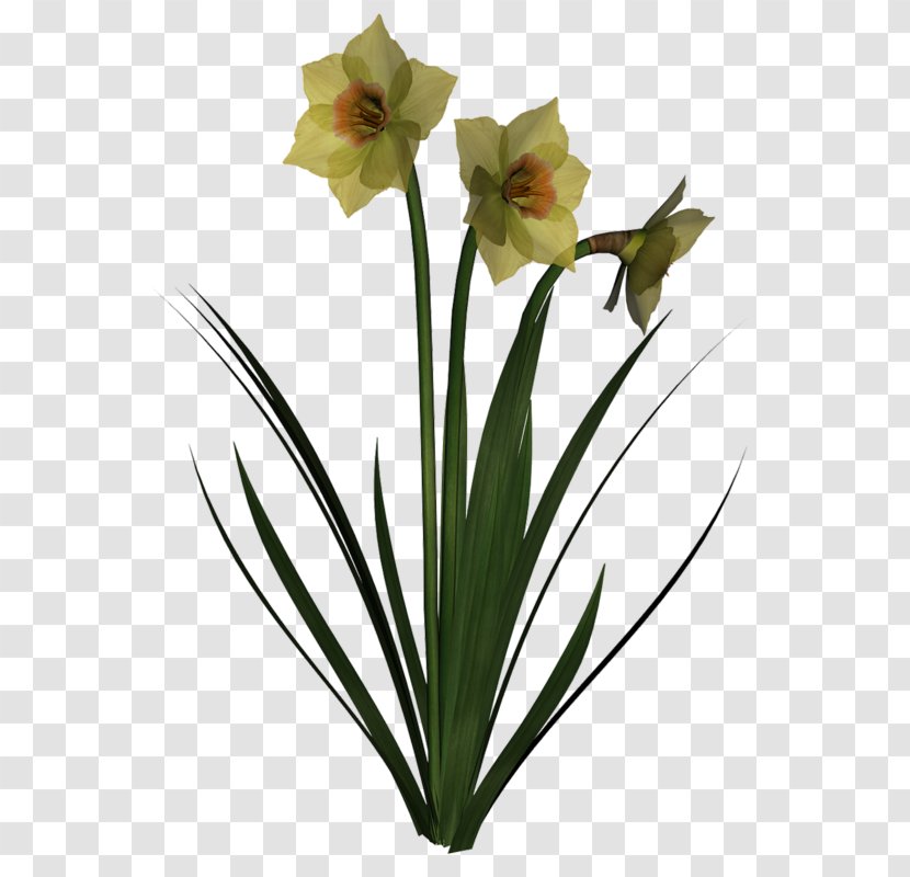 Amaryllis Jersey Lily Cut Flowers Flowerpot Narcissus - Plant - Canna Fleur Transparent PNG