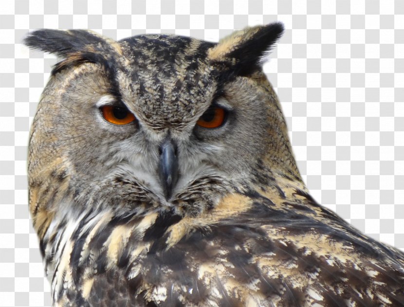 Snowy Owl Bird Great Horned - Owls And Eagleowls - Giant Scops Transparent PNG
