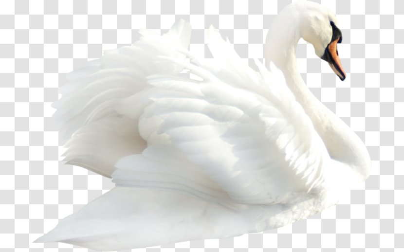 Cygnini Mute Swan Bird Clip Art - Water Transparent PNG