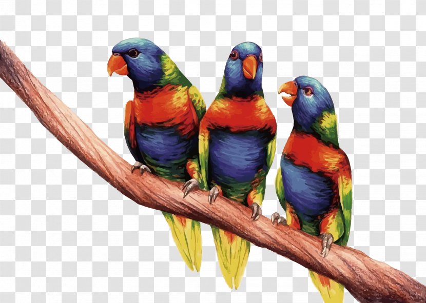 Budgerigar True Parrot Lories And Lorikeets Monk Parakeet Three-dimensional Space - Organism - Vector Three Parrots Transparent PNG