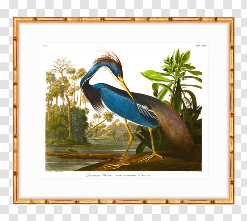 The Birds Of America American White Pelican Heron Printing Printmaking - Pelecaniformes - Fauna Transparent PNG