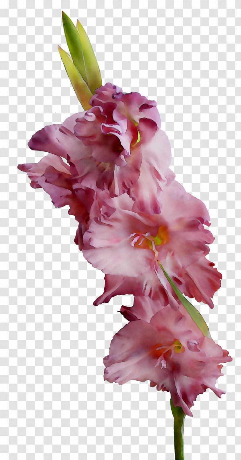 Gladiolus Cut Flowers Plant Stem Pink M - Rtv Transparent PNG