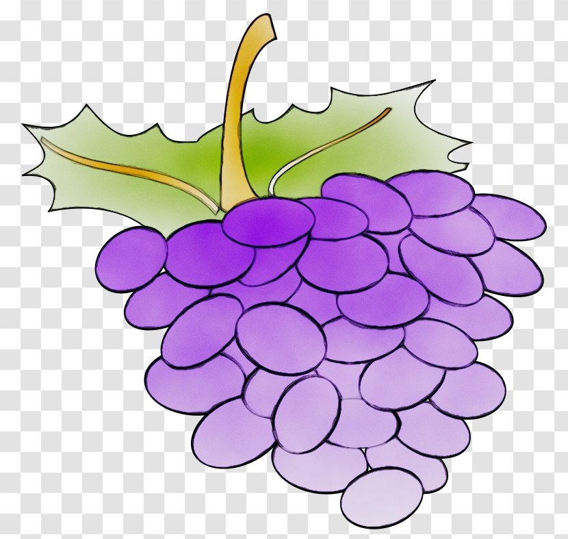 Grape Grapevine Family Leaf Seedless Fruit Plant - Wet Ink - Flower Transparent PNG