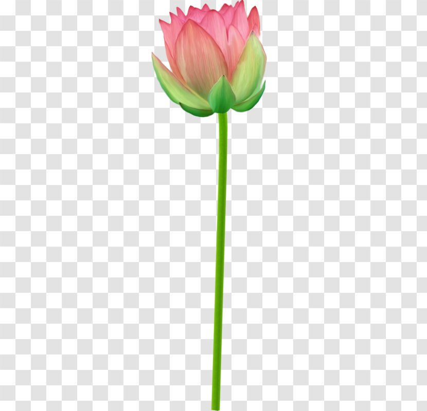 Tulip Google Images - Petal - Hand-painted Lotus Transparent PNG